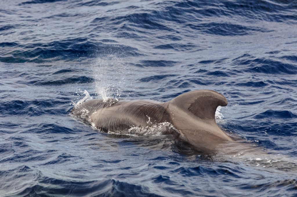 pilot whale (Globicephala melas) in the Atlantic Ocean